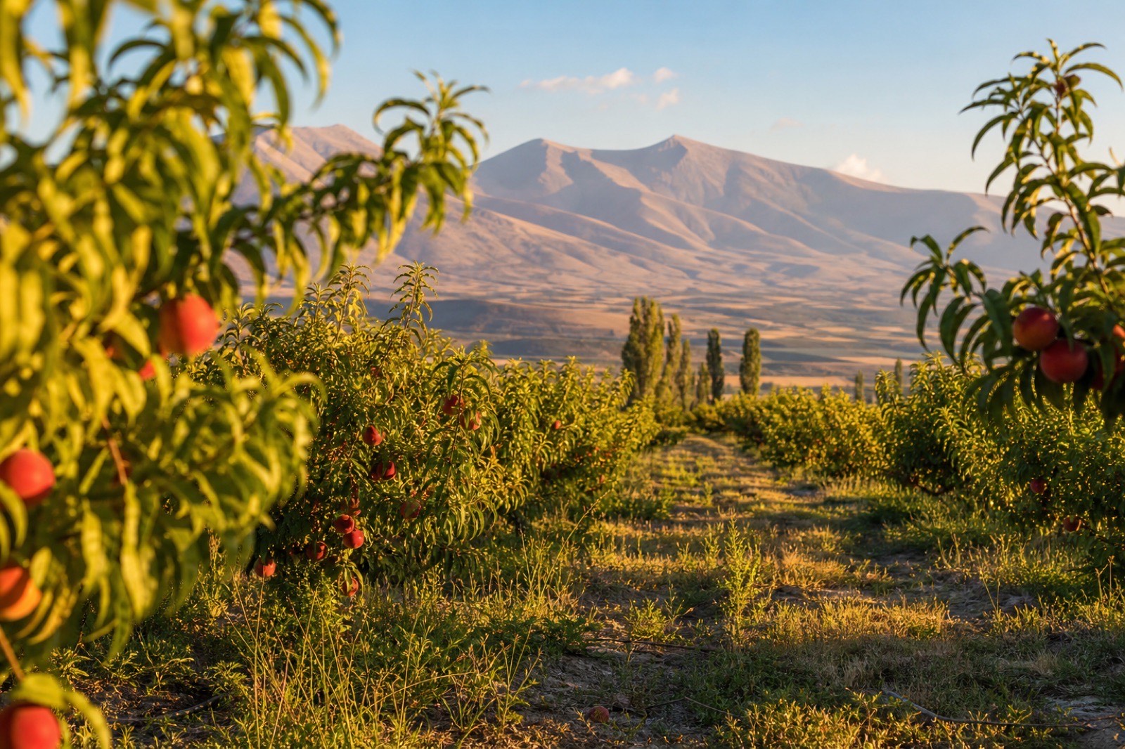 Fresh fruits